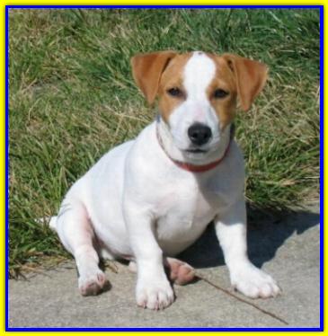 Robin Hood, Jack Russell Terrier