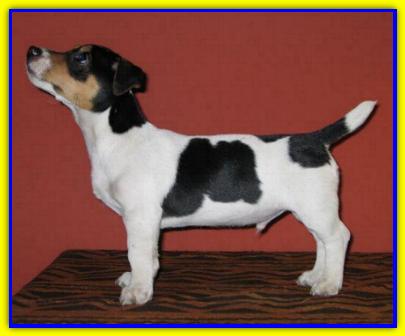 Rocco, Jack Russell Terriers