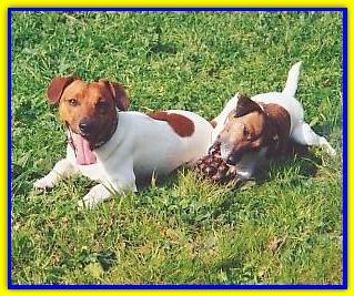 Rocco & Peggy, Jack Russell Terriers