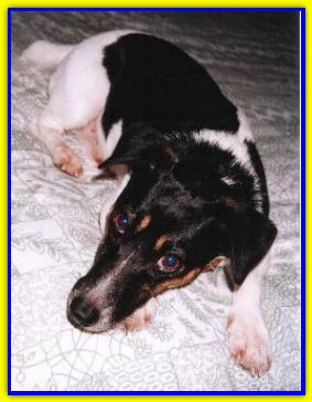 Rocky, Jack Russell Terriers