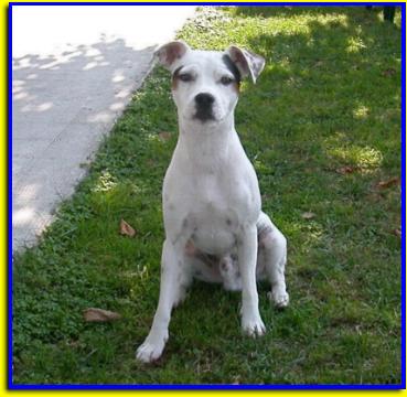 Romeo, Jack Russell Terrier