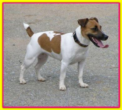 Rossella, Jack Russell Terrier