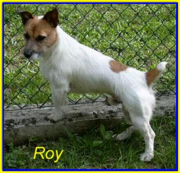Roy, Jack Russel Terrier