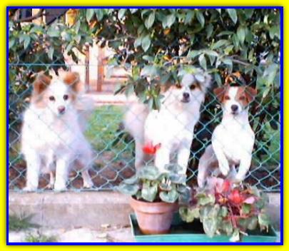 Rudy, e le sue amichette