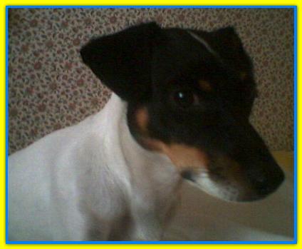 Rusty, Jack Russell Terriers