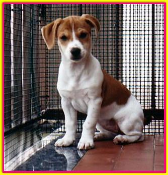 Sally, Jack Russell Terrier