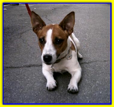 Sam, Jack Russell Terriers