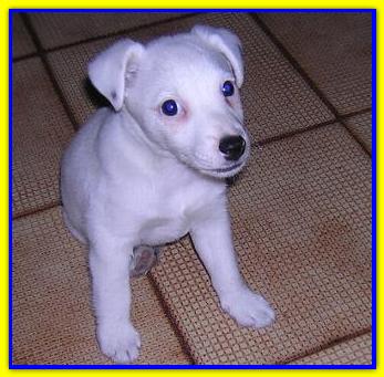 Schumy, Jack Russell Terriers