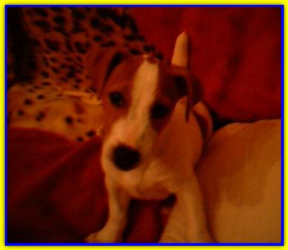 Scotty, Jack Russell Terriers