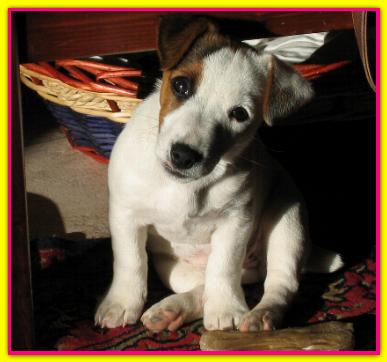 Sheky, Jack Russell Terriers