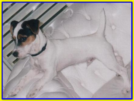 Singer, Jack Russell Terriers
