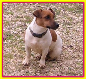 Sofia, Jack Russell Terriers