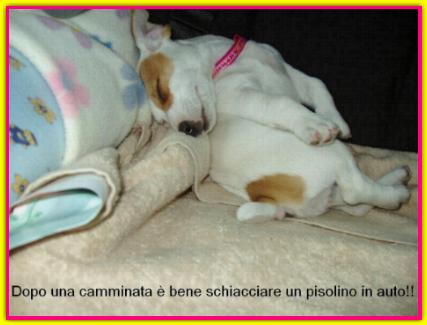 Sofia, Jack Russell Terrier