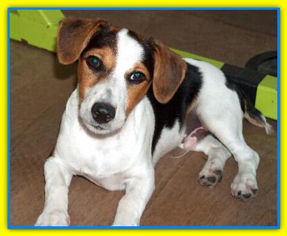 Sparky, Jack Rusell Terriers