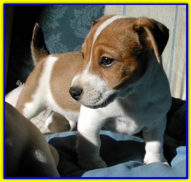 Spartaco, Jack Russell Terriers