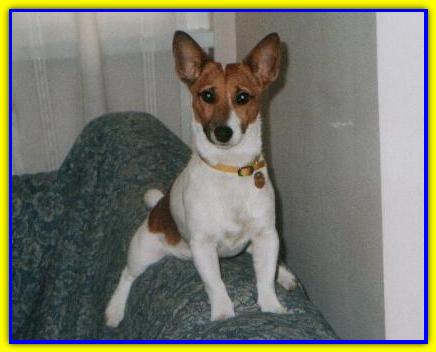 Spike, Jack Russell Terriers