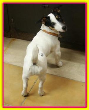 Stella, Jack Rusell Terrier