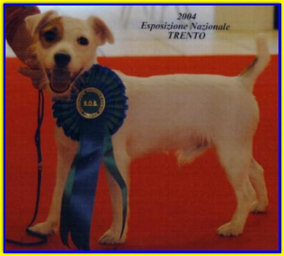 Tabarrino Pinco, Jack Russell Terrier