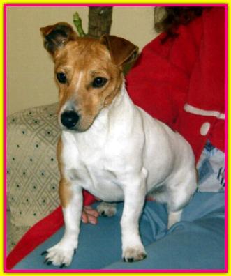 Tati, Jack Russell Terriers