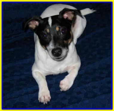 Teo, Jack Russell Terriers