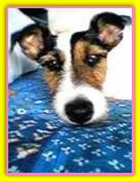 Teresa, Jack Russell Terriers