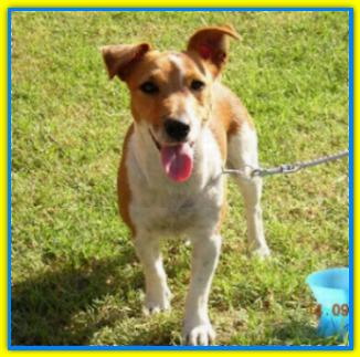 Thunder Blitz, Jack Russell Terriers