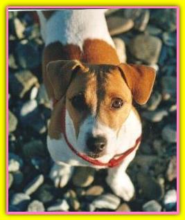 Tina, Jack Russell Terriers