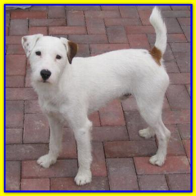 Tinto, Jack Russell Terrier