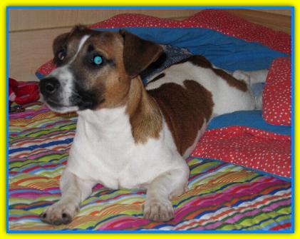 Tobia, Jack Russell Terriers