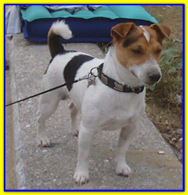 Tobia, Jack Russell Terriers