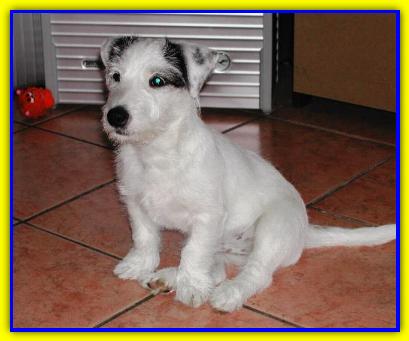 Tommaso, Jack Russell Terrier