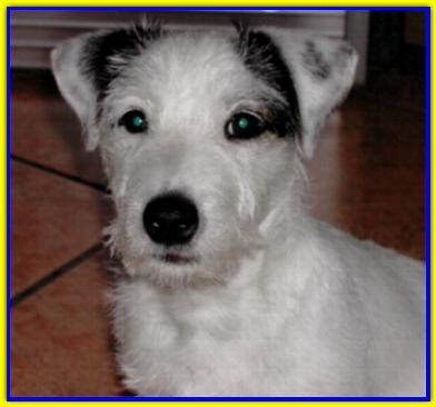 Tommaso, Jack Russell Terriers