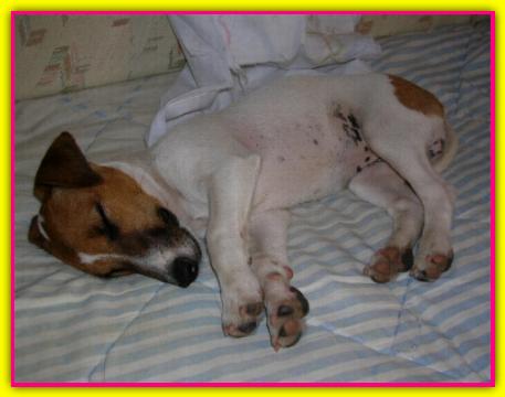 Topanga, Jack Russell Terrier