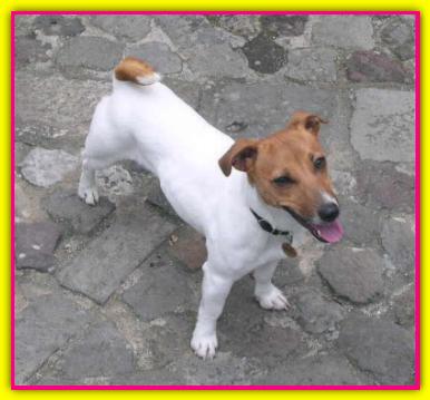 Trilli, Jack Russell Terriers