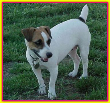 Vicky, Jack Russell Terrier