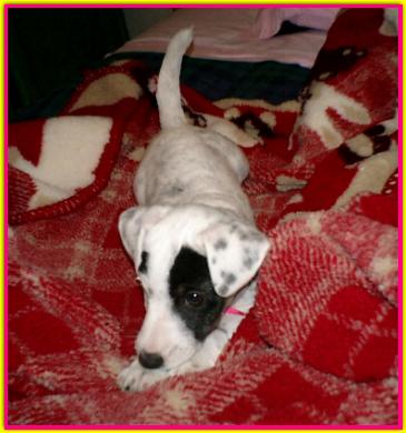 Vilma, Jack Russell Terrier