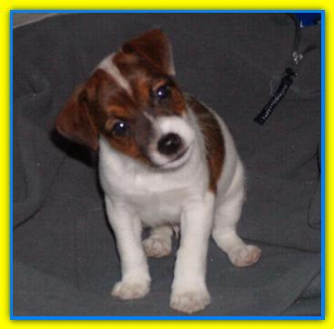 Vito Jack Russell Terriers
