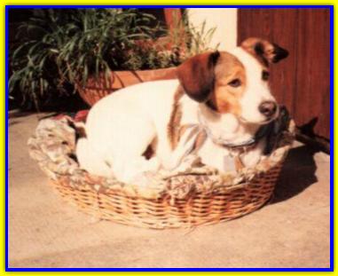 Willy, Jack Russell Terriers