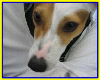 Willy, Jack Russell Terrrier