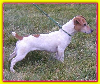 Winnie, Jack Russell Terriers