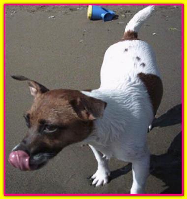 Yuma, Jack Russell Terriers