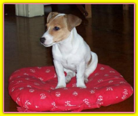 Zelda, Jack Russell Terriers