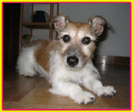 Zoe, Jack Russell Terrier