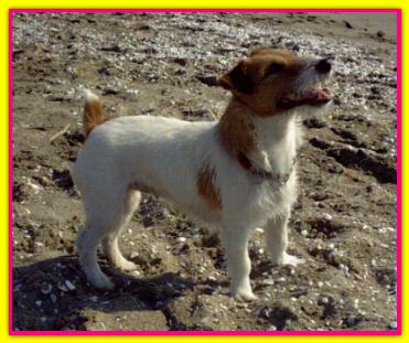 Zoe, Jack Russell Terrier