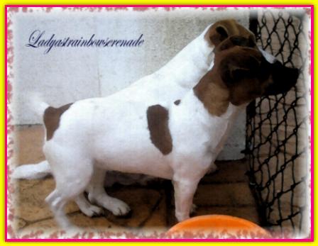 Ladyastrainbowserenade, Jack Russell Terrier
