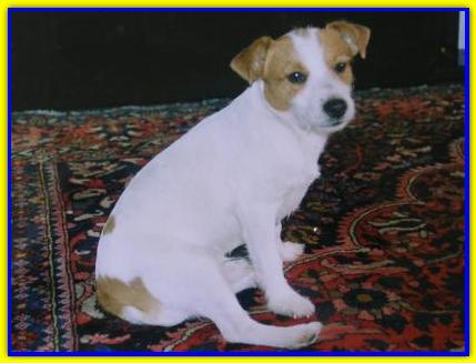 Shakespeare, Jack Russell Terrier