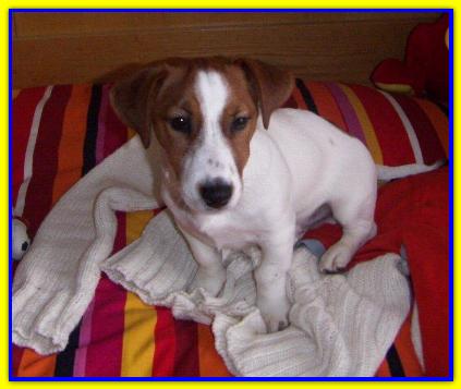 T.J, Jack Russell Terrier