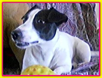 Achillea, Jack Russell Terrier