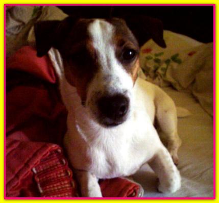 Agata, Jack Russell Terrier