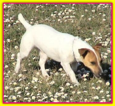 Aisha, Jack Russell Terrier